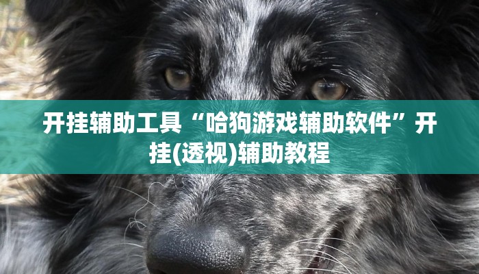 开挂辅助工具“哈狗游戏辅助软件”开挂(透视)辅助教程