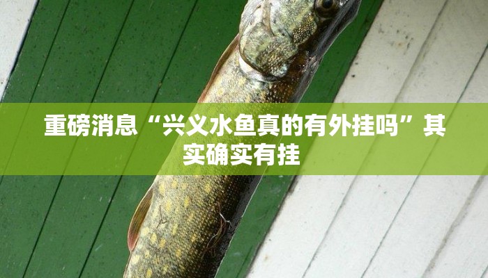 重磅消息“兴义水鱼真的有外挂吗”其实确实有挂 